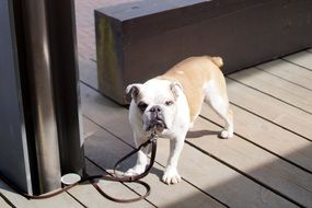 white red bulldog on a leash