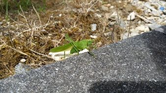 green grasshopper in spring garden