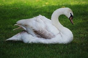 graceful white swan lying on the meadow
