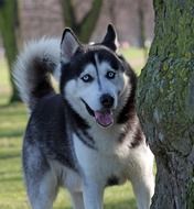 blue eyed Dog at tree trunk, Siberian Husky