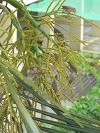 wild grey birds on a palm tree in brazil