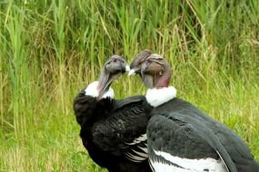 two black andean condors in the tall green grass