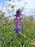 purple meadow flower