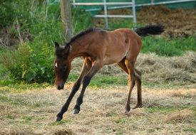 thoroughbred foal