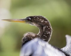 funny seabird in Florida