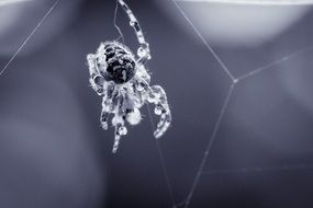 wet garden spider after rain