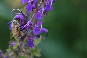 Macro photo of the bee on the purple flowers