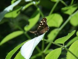 graceful butterfly on the green leaf