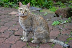 tabby cat sits on a path in the park