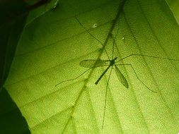 mosquito on a green leaf closeup