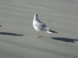 seagull on the wet sand of the beach on a sunny day