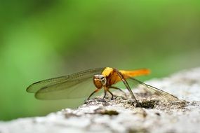 Libellula needhami, Golden Dragonfly, macro