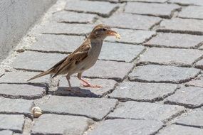 soarrow eating crumb