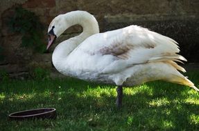 graceful domestic swan