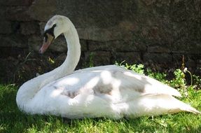 graceful white swan in the shadow