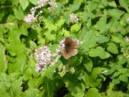 Meadow Brown Butterfly on a bush with inflorescences