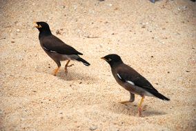 black birds walk along the sand, thailand