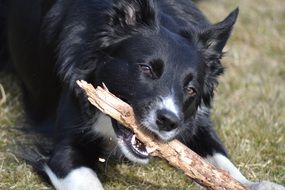 the dog is chewing the stick