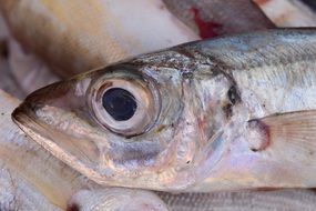 fish at the fish market