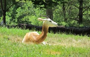 antelope lies on green grass