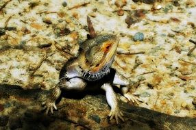 bearded dragon on spotted stone