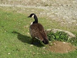 sea goose on pasture