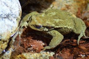 close-up of a cute toad in wildlife