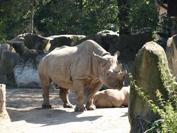 pleasant Rhino Mammal