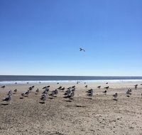 Seagulls near the ocean