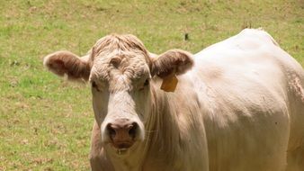 Cow on Ranch
