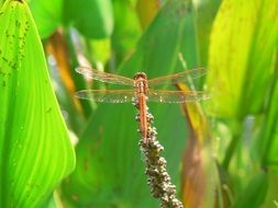orange dragonfly on the garden flower