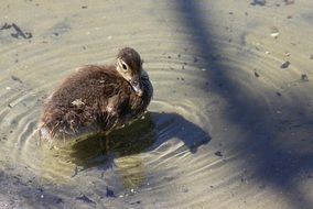 brown duckling stands in the water