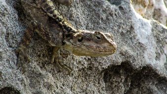 climbing down lizard