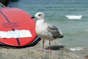 a seagull stands near a surfboard