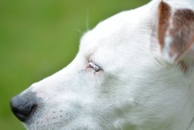 Jack Russell Dog Portrait