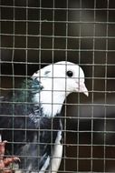 dove in a cage