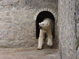 white polar bear in the Kharkov zoo