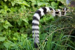 striped tail of lemur in nature