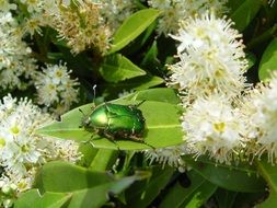 green beetle on green leaf