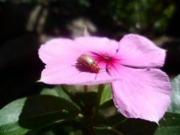 bug on the garden flower
