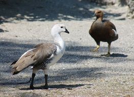 peacocks walk the earth