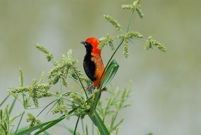 pleasant Tanzania bird