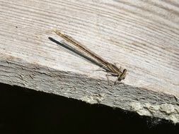 picture of the Dragonfly is on a wood