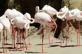 flock of pink flamingos at the zoo