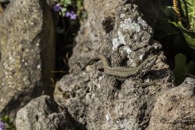 wild lizard on the rock
