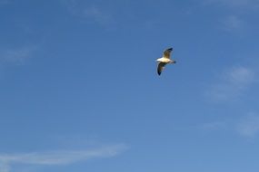 Seagull Bird in the Sky with white clouds