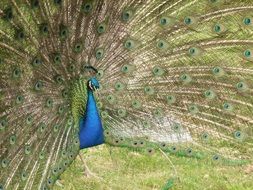 attractive peacock with a tail wide open