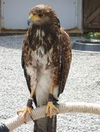 falcon, Brown and white bird of prey