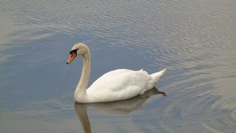 stately white swan in the wild