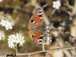 graceful peacock butterfly on the tree in spring